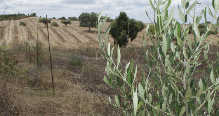 Olijven plukken in Alentejo (Portugal) bij Dolce-partner Vale de Arca