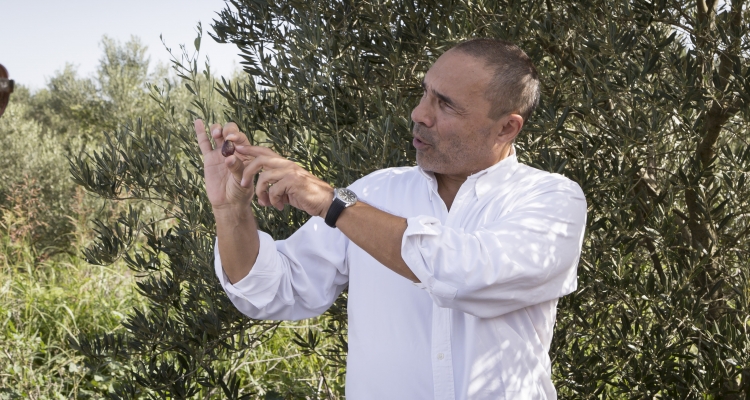 Ceuillir  Olives à Alentejo (Portugal) Chez Dolce-partenaire Vale de Arca