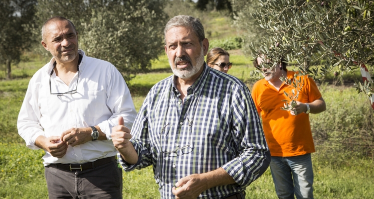Ceuillir  Olives à Alentejo (Portugal) Chez Dolce-partenaire Vale de Arca