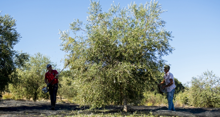 Cueillir des Olives Chez le partenaire Dolce , Vale de arca  à Alentejo Portugal  2017