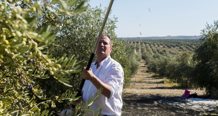 Cueillir des olive chez le partenaire Dolce Vale de Arca à Alentejo Portugal 2017