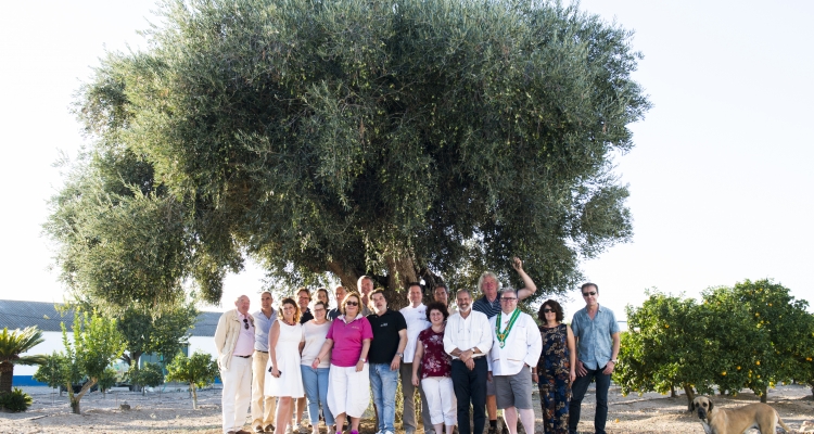 Cueillir des olive chez le partenaire Dolce Vale de Arca à Alentejo Portugal 2017